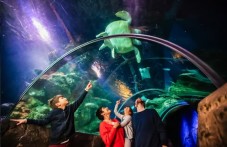 London SEA LIFE Entry Ticket
