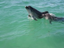 Rota dos Golfinhos em Sesimbra e Troia