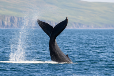 Dolphin and Whale Watching in Ireland